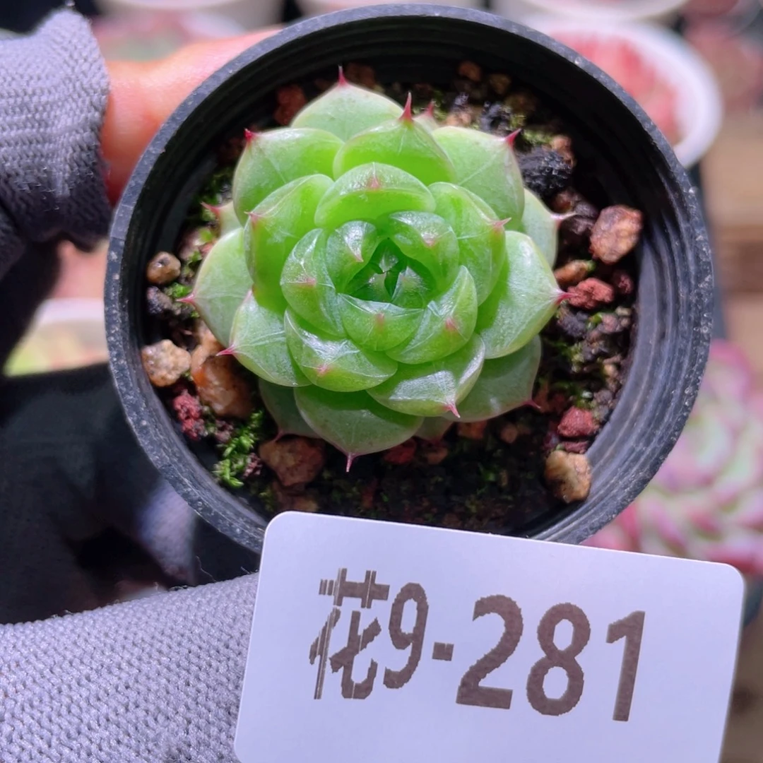 花利美9-281海王