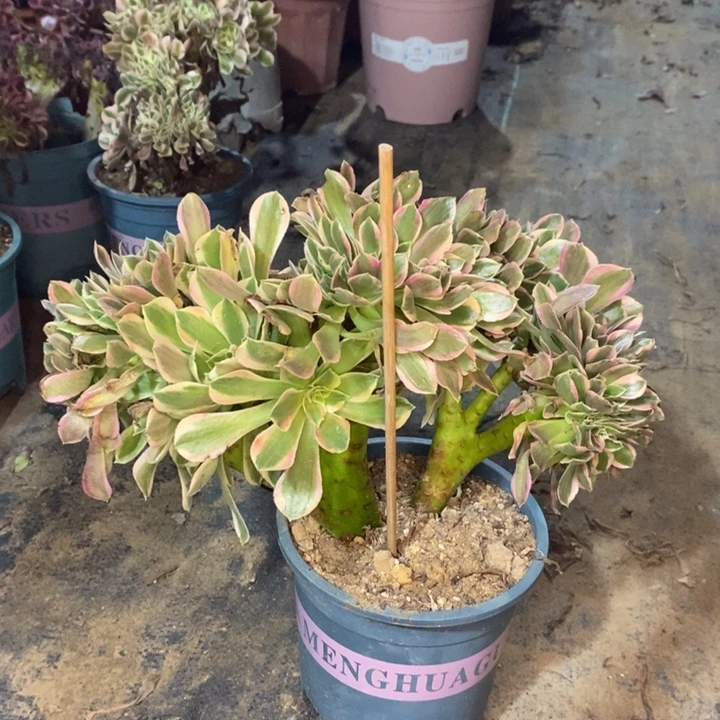 女神缀多肉植物030