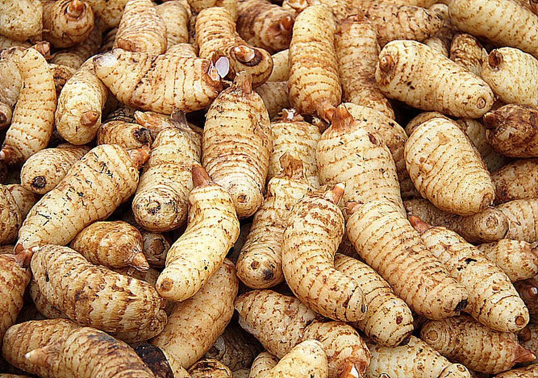 云南精选【天麻】非香菇