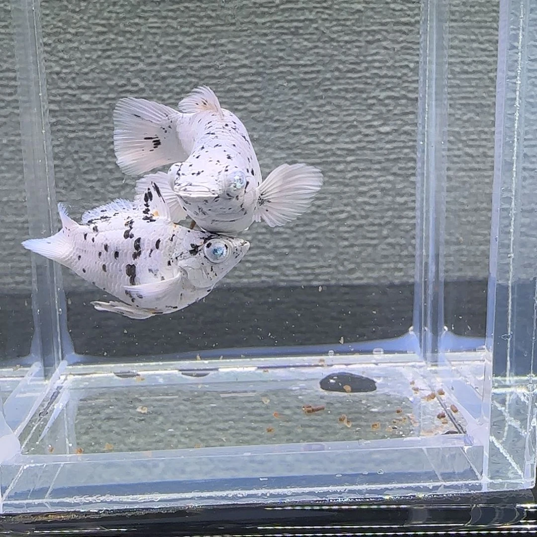 黑玛丽鱼奶牛元宝体钻眼