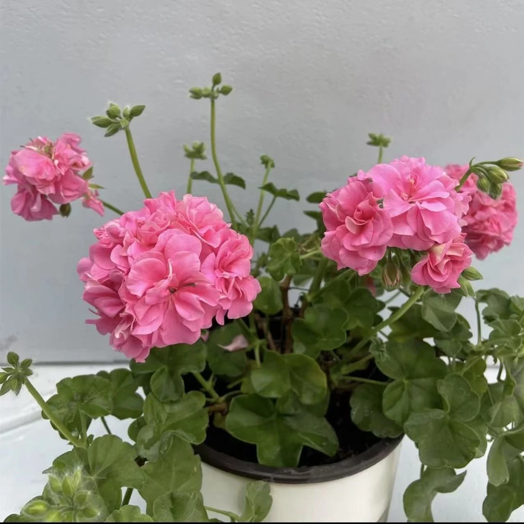 粉女巫垂吊竺葵室外施肥生长植株使用