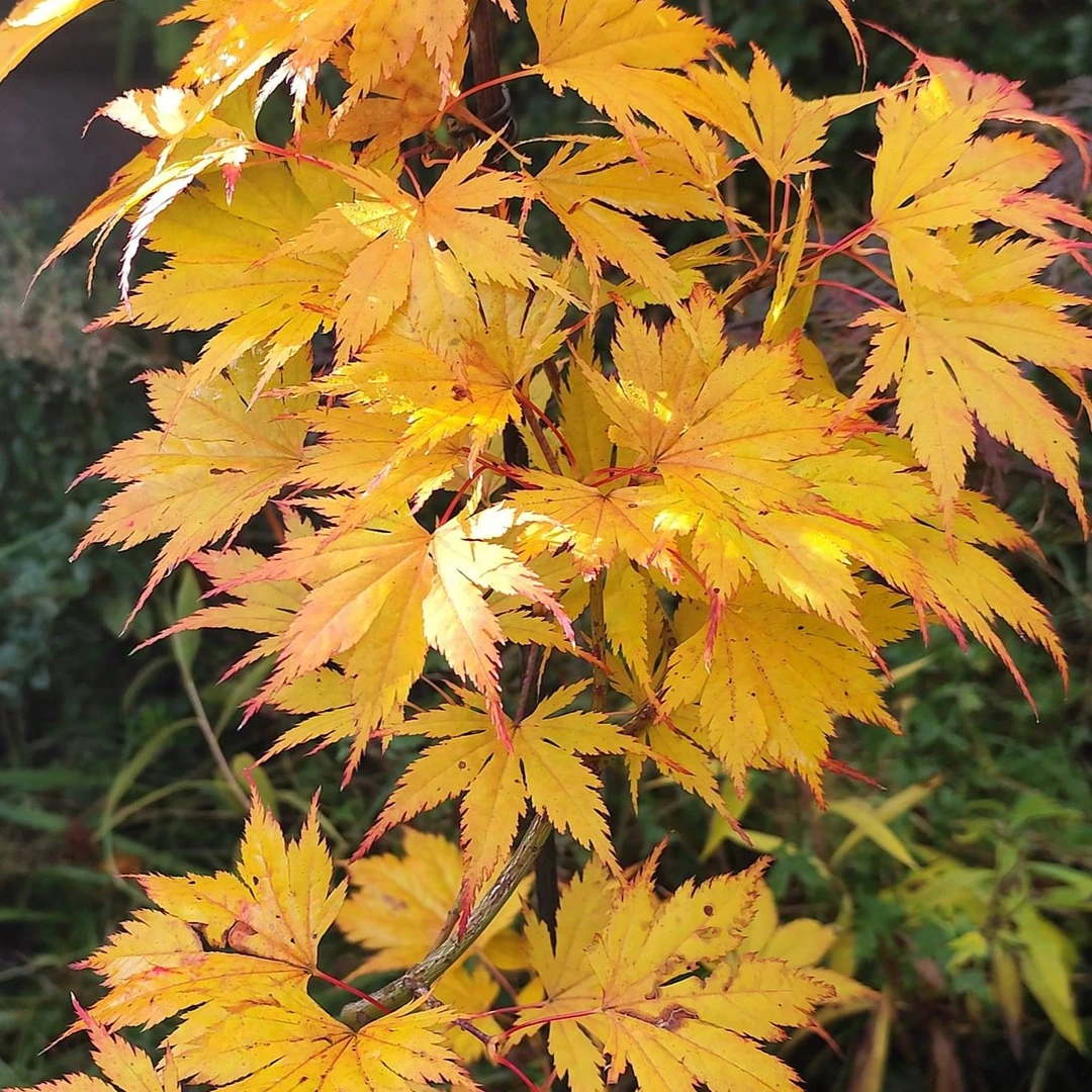 【黄八丈】枫享家枫树庭院阳台植物黄叶枫树