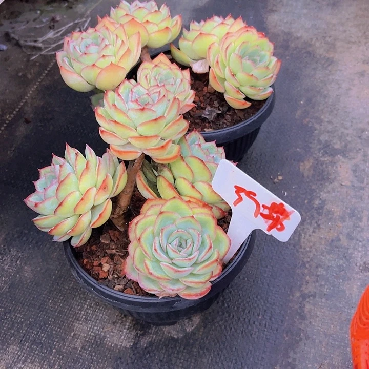 I***39.晨路带盆一个多肉