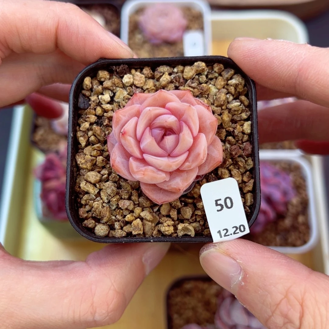 好好看50、哈哈哈哈