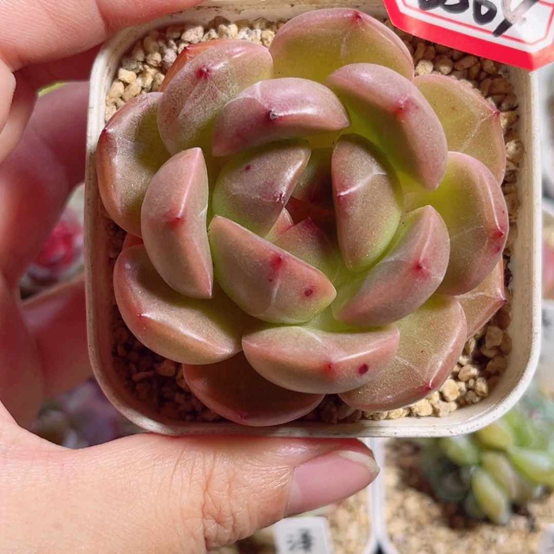****孜B564一物一拍 商陆