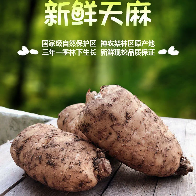 湖北新鲜天麻林下种植煲汤泡酒现挖现发人工精选产地直发批发