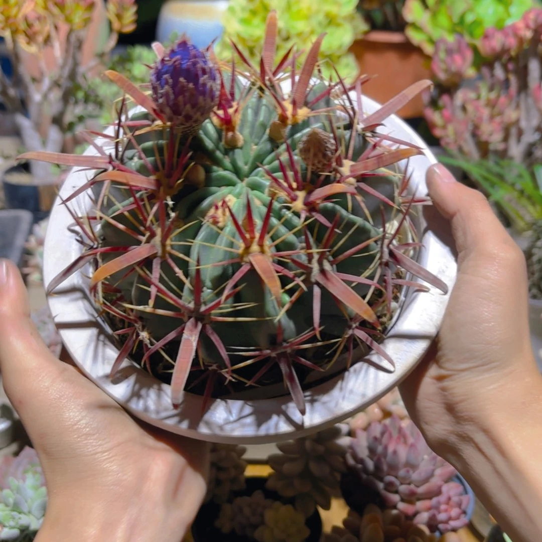 南***芷宽刺日出新疆包邮15cm