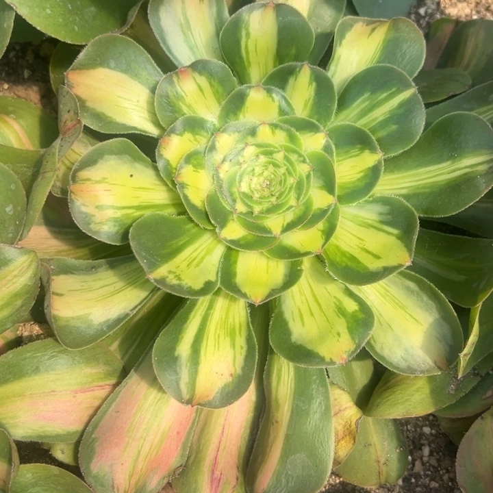 暴君宽锦多肉植物