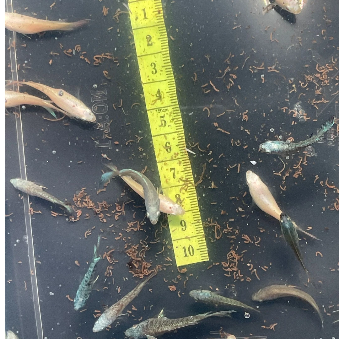 中国斗鱼活体冷水观赏鱼好养耐活适合新手无需打氧过滤叉尾鱼活鱼