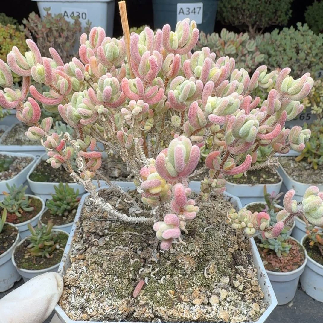 A412开播福利橙叶白锦带黄头带拉丝