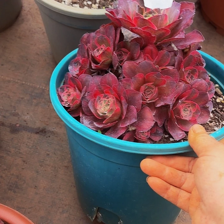 多肉植物福利玫瑰081