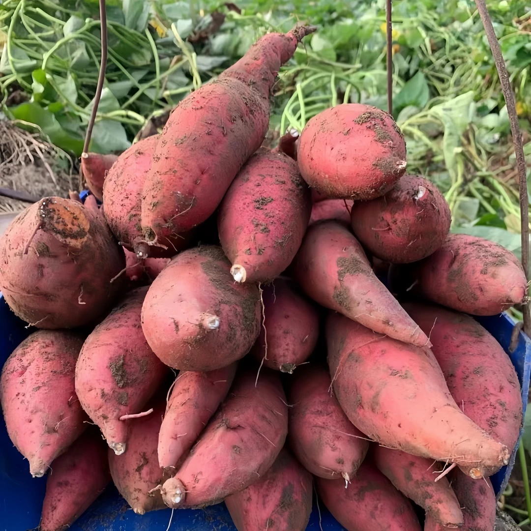 沙地西瓜红蜜薯红肉红薯新鲜现挖软糯香甜无筋无丝粗粮地瓜
