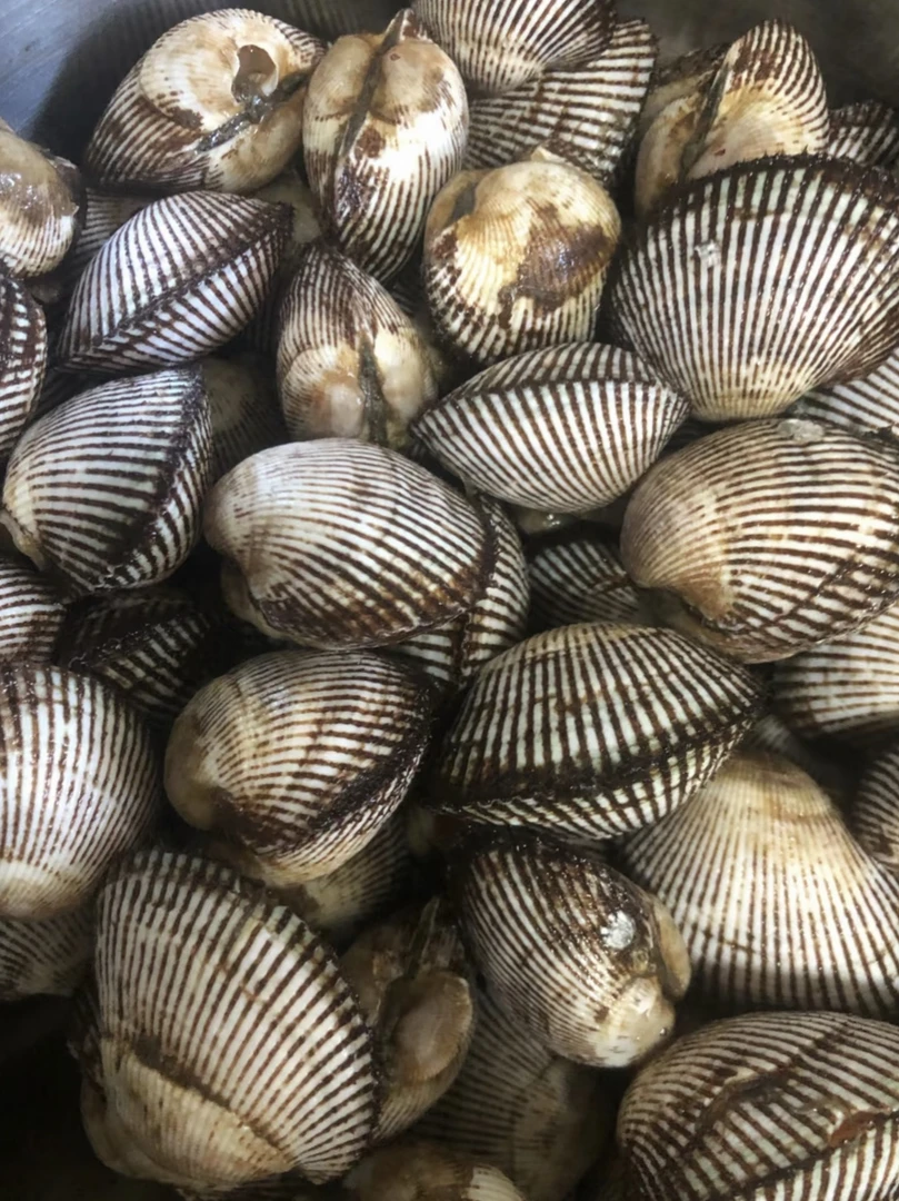 02红岛薄皮毛蛤蜊 血蛤 新鲜包邮 肥美赤贝