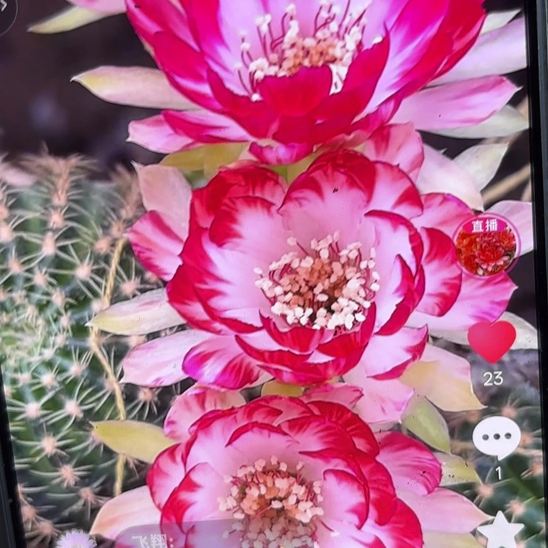 红心丽花3-4 公分侧牙20包邮38