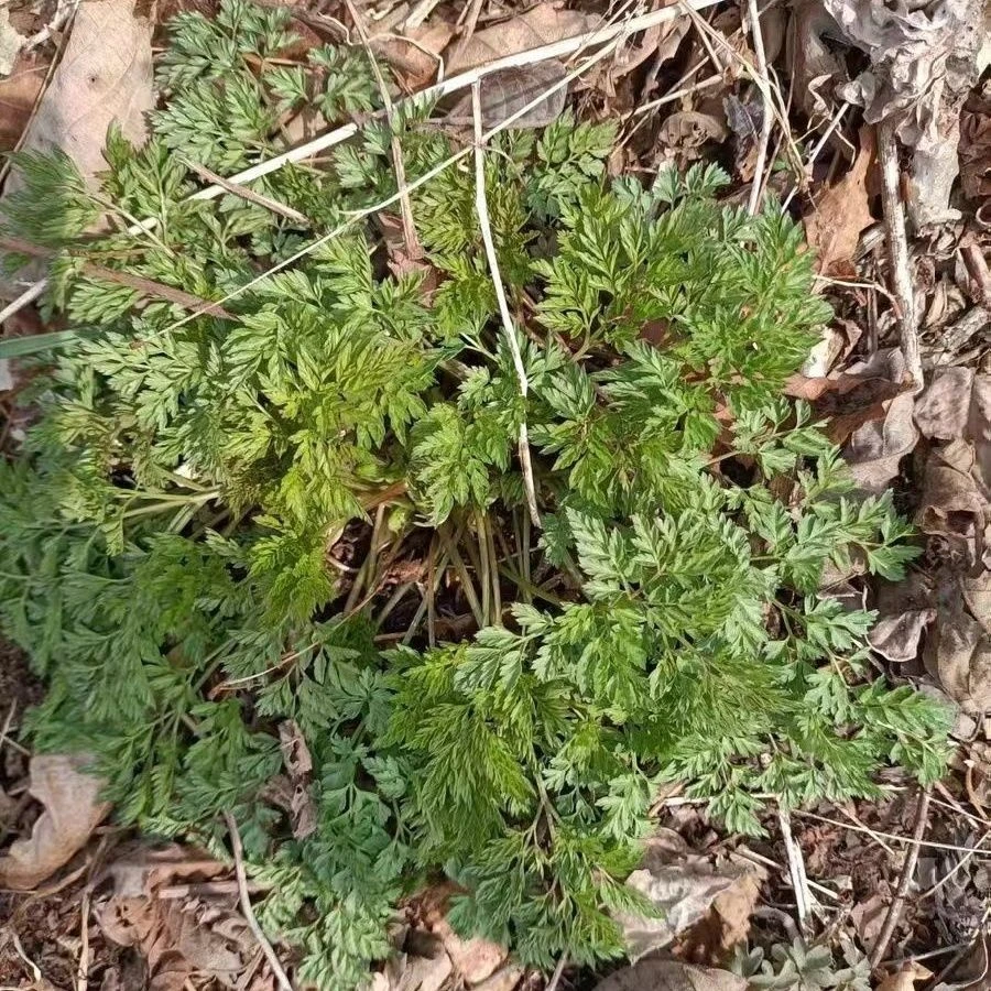 顺丰包邮山胡萝卜蒿（小叶芹）1斤起邮，包包子，包饺子，拌凉菜