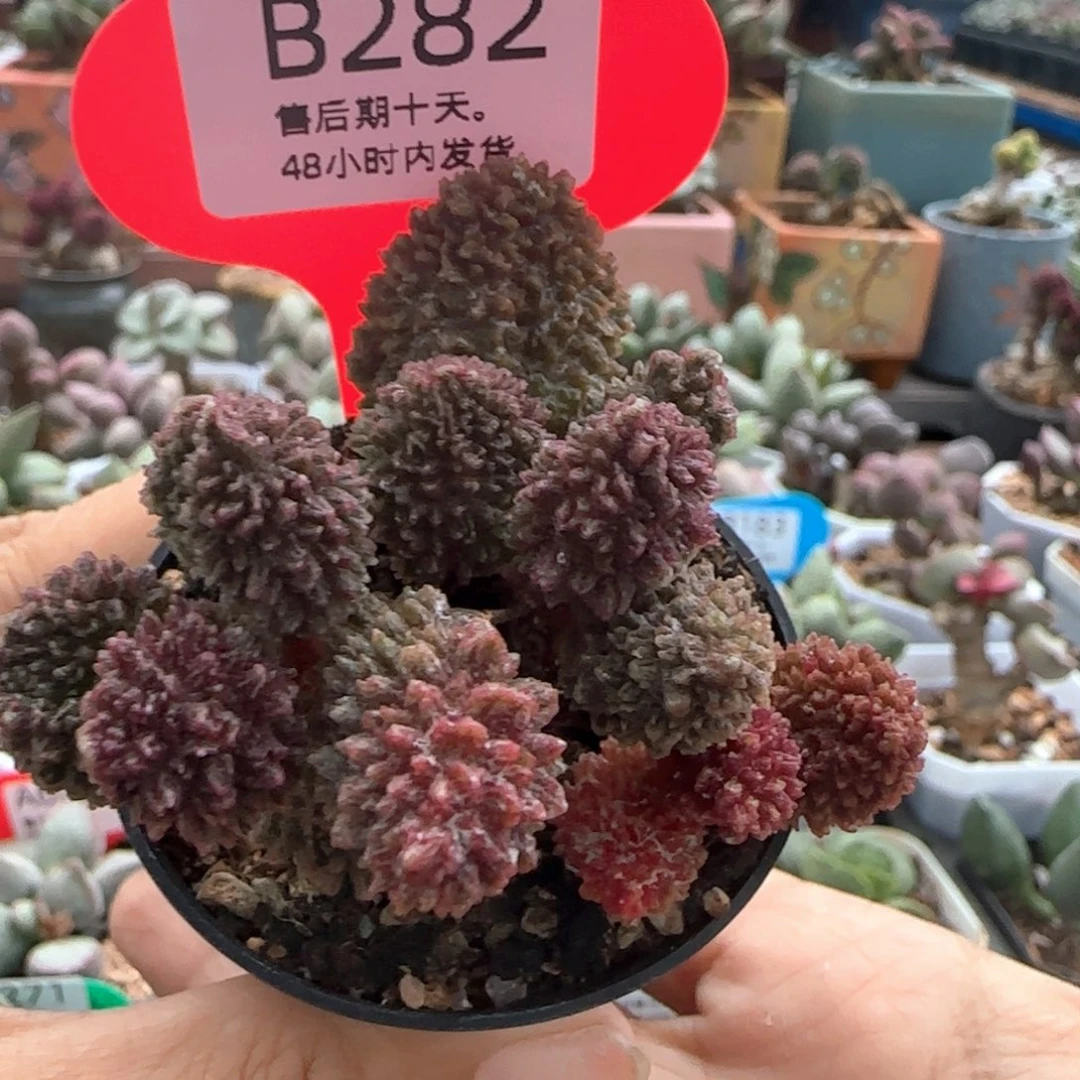 只***心福利。    282。