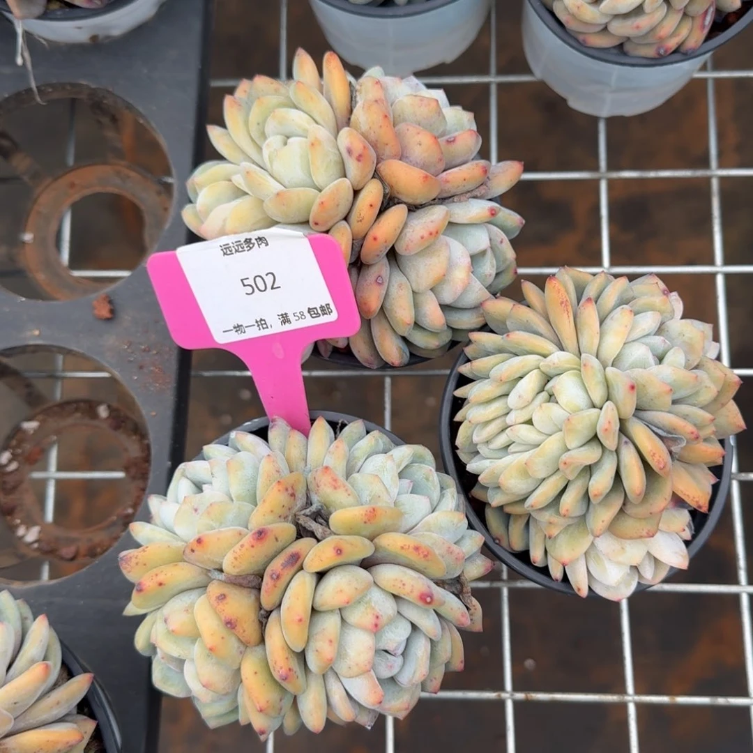 502橙子3颗肉肉肉肉