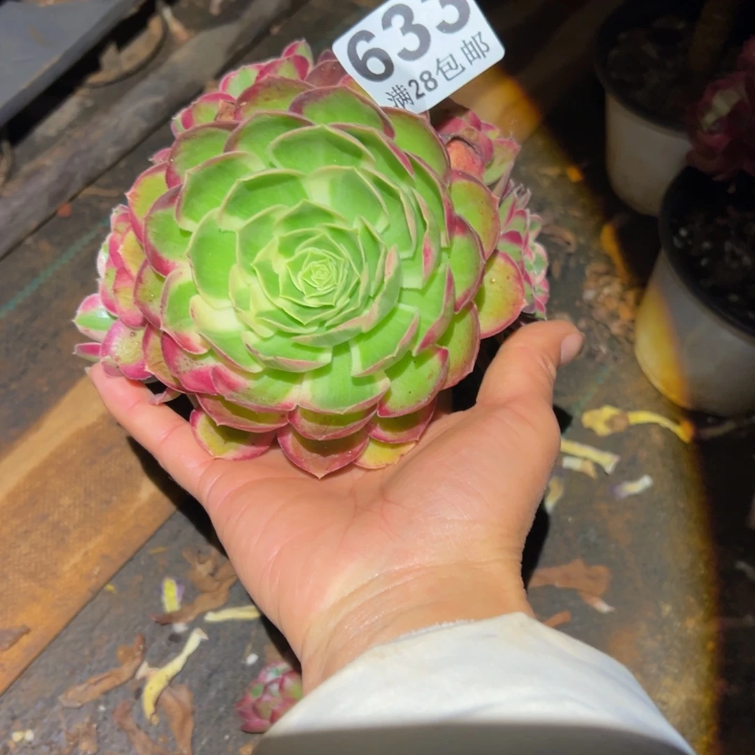 我***火多肉植物633孔雀翎