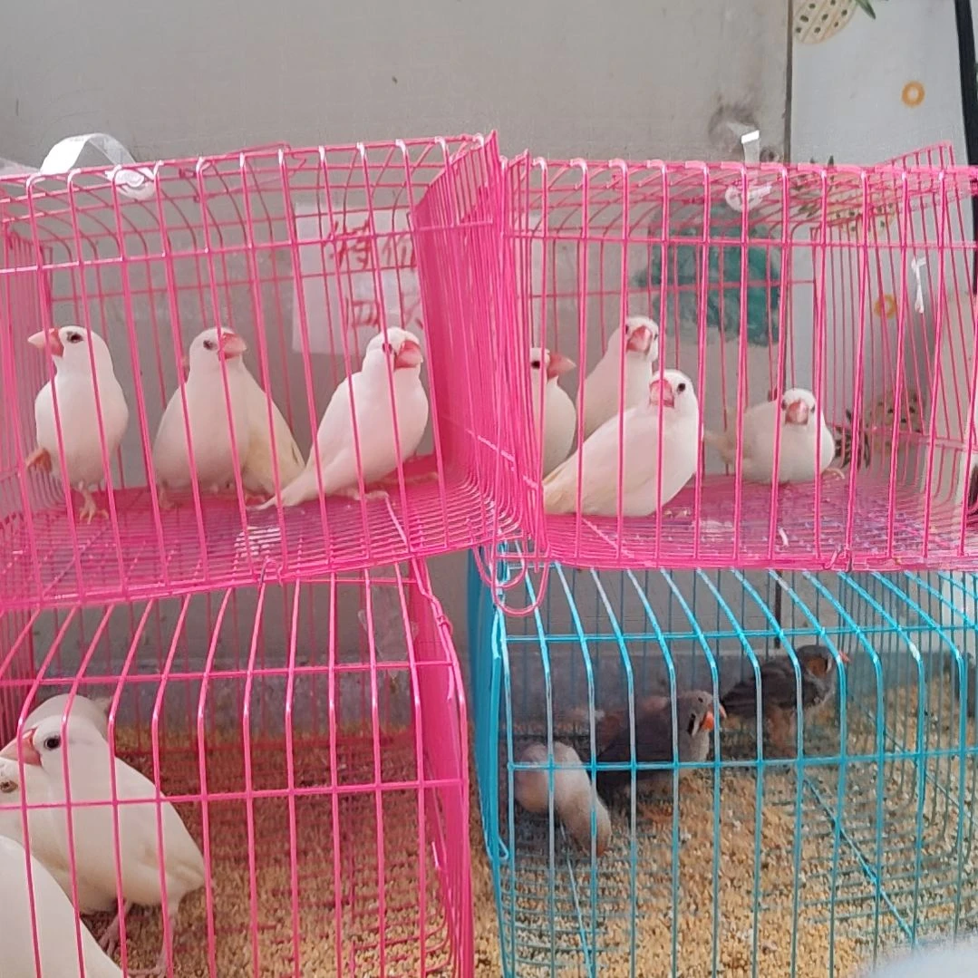 想***想文鸟特价白文少毛断尾8只