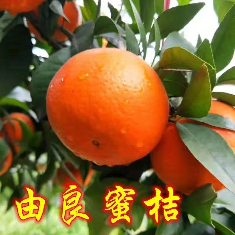 正宗由良蜜橘树苗早熟新品嫁接蜜桔树苗南北方庭院种植地栽盆栽苗