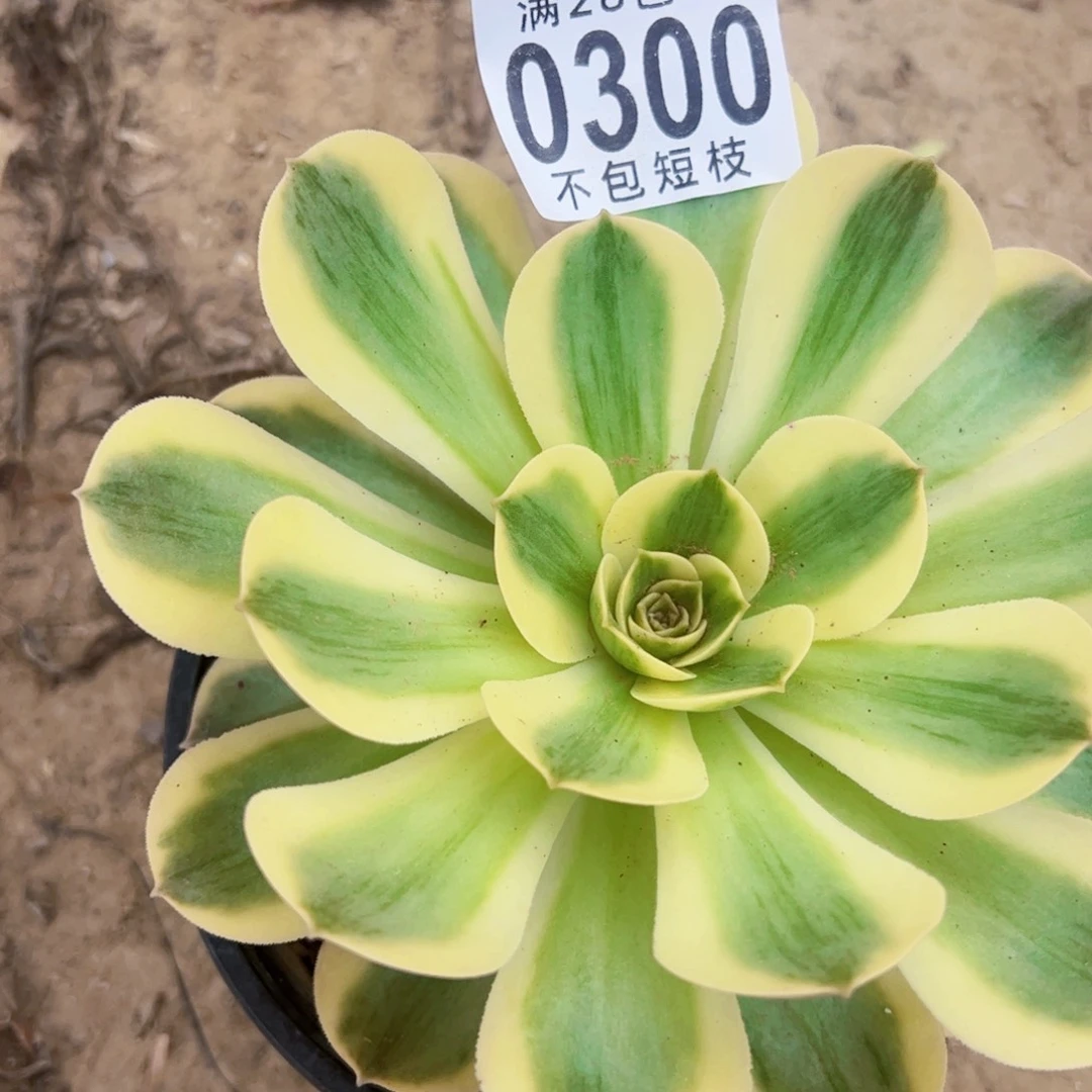 香炉盘白锦多肉植物0300