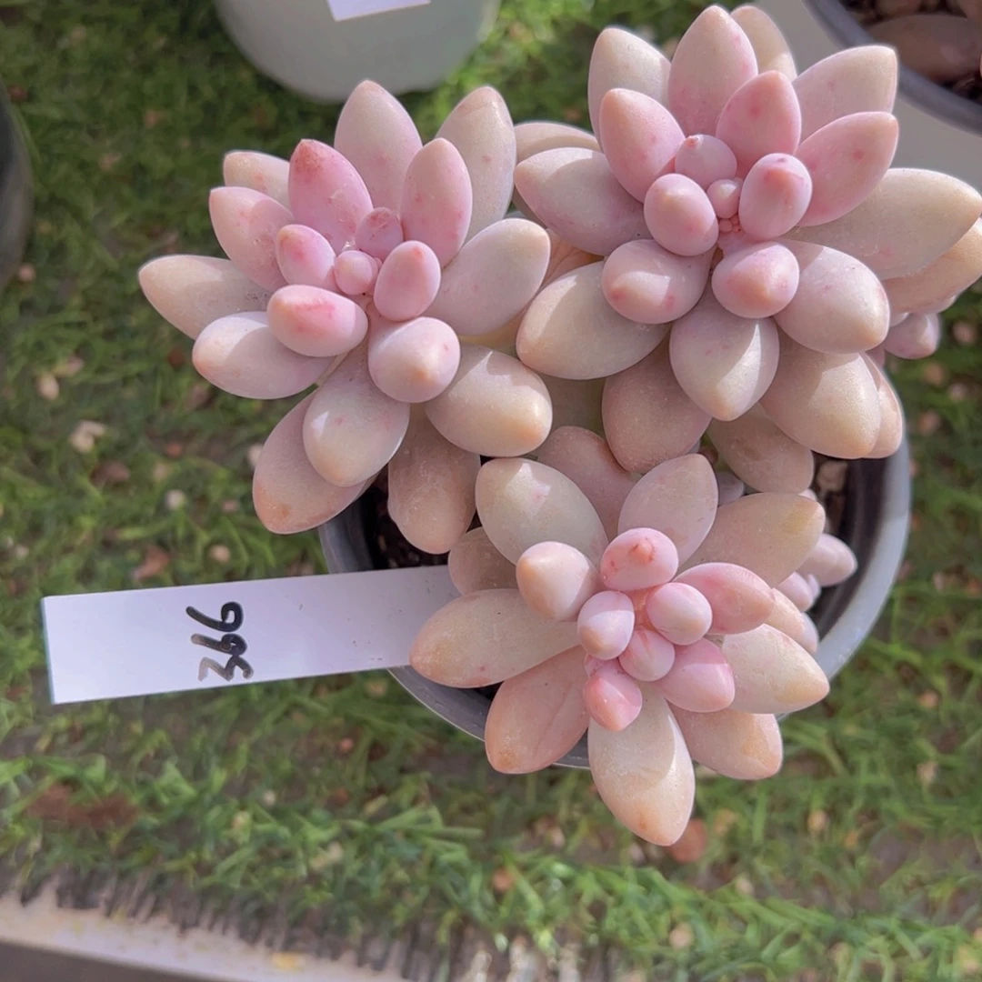 香玉的故事是一个人的