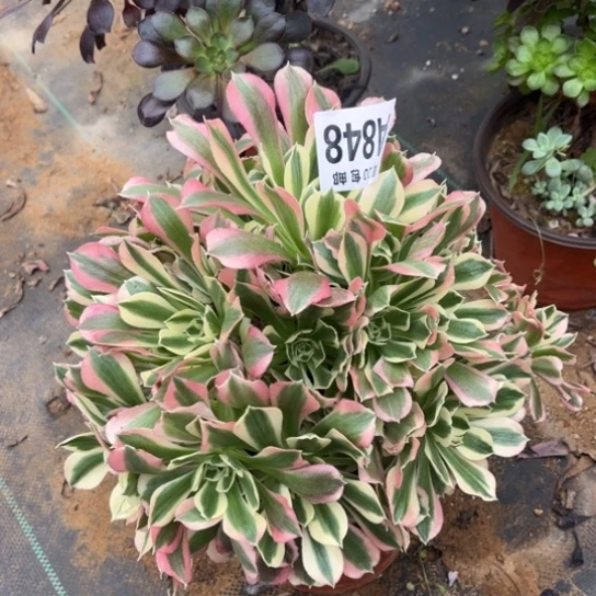 848白凤法师不包断枝