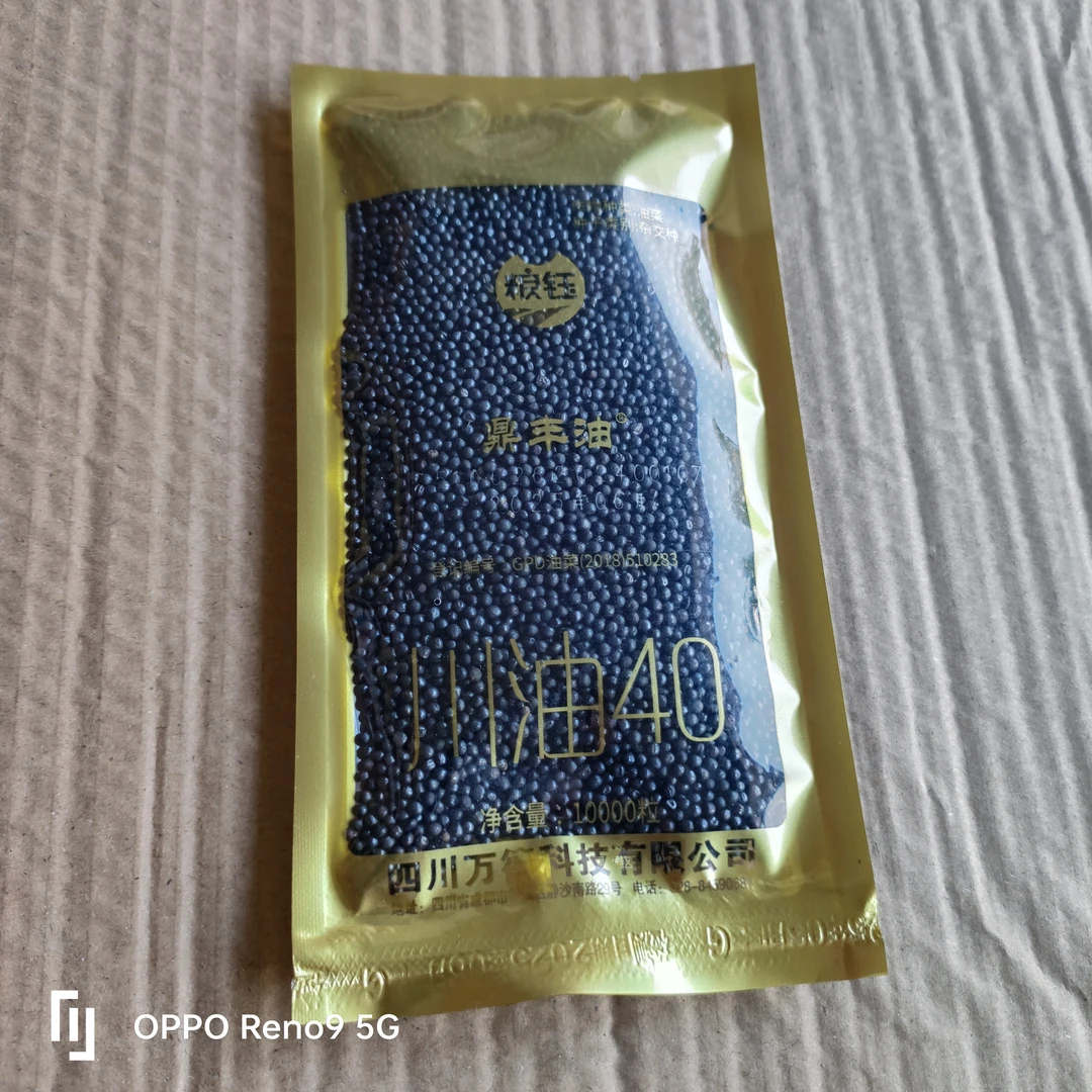 一袋50克油菜种是矮䄭实心油菜种抗冻抗灾稳产高产高油鼎丰油