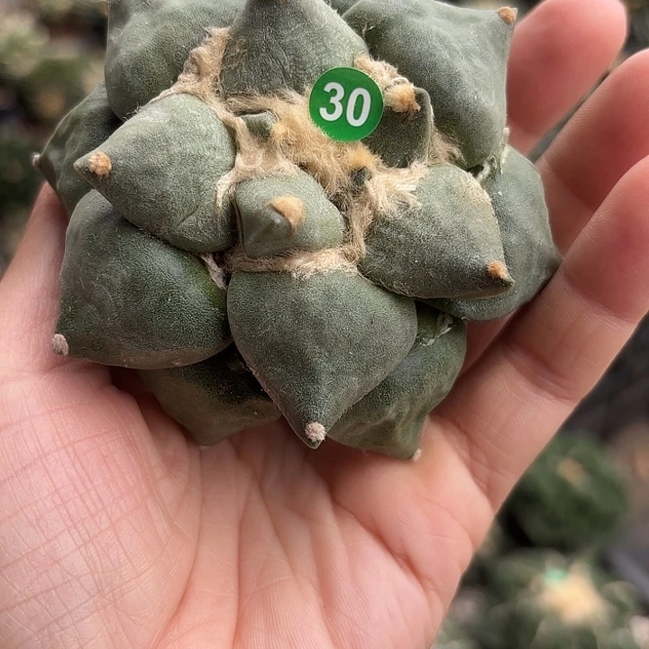 苗接落地仙人球（有根）30