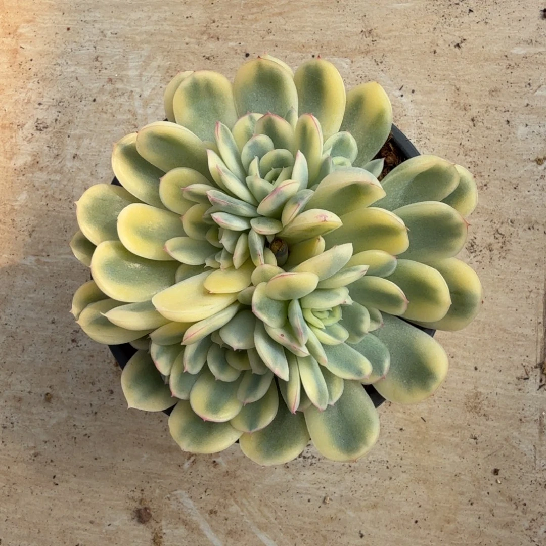 草莓冰锦锦上园艺一物一拍