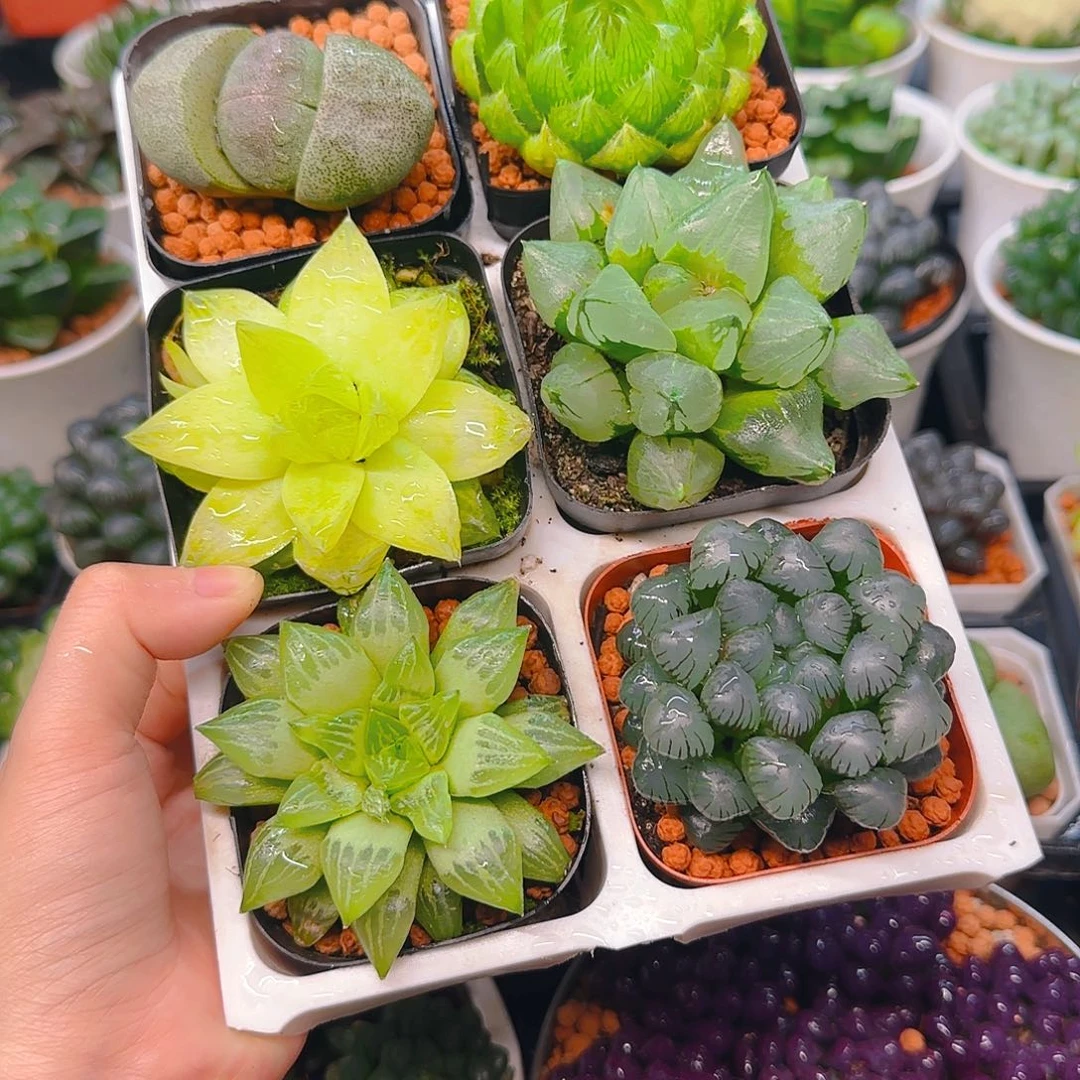 玉露六件套多肉，原盆