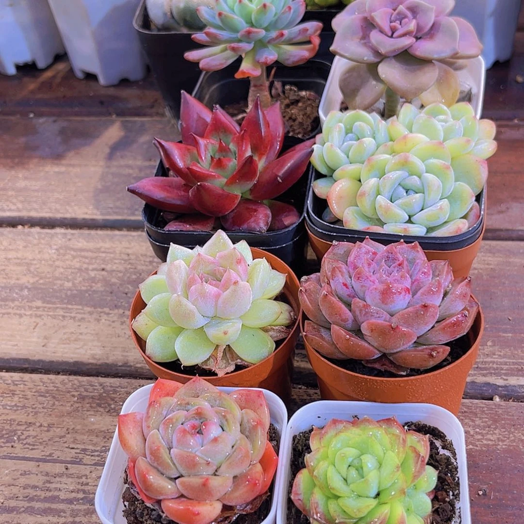 元旦套餐8盆111111111111