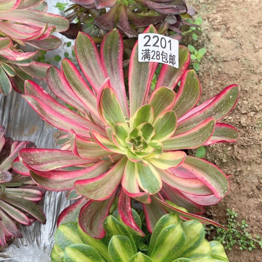 X. 2201红魔女多肉