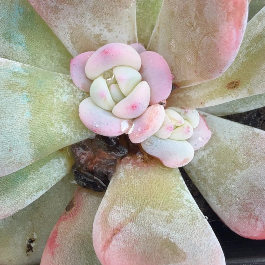 雪天使锦腹欧你锦底座