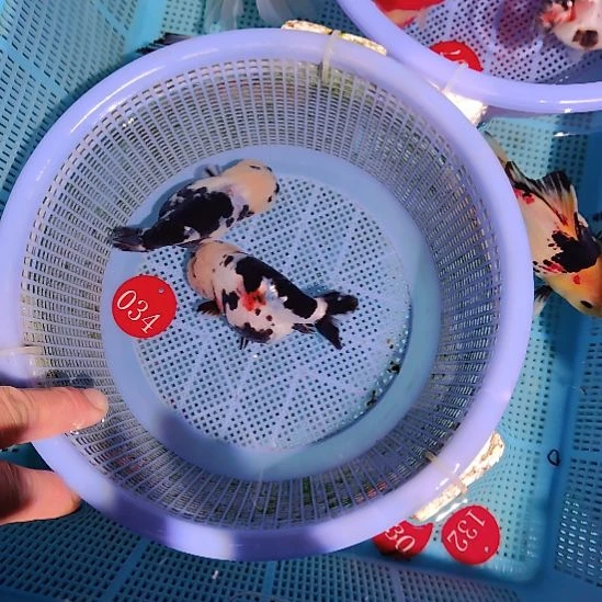 曦***曦金鱼034兰寿两只特价顺丰包邮