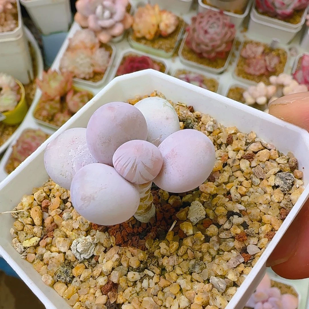 雪珠，176、仙农出品