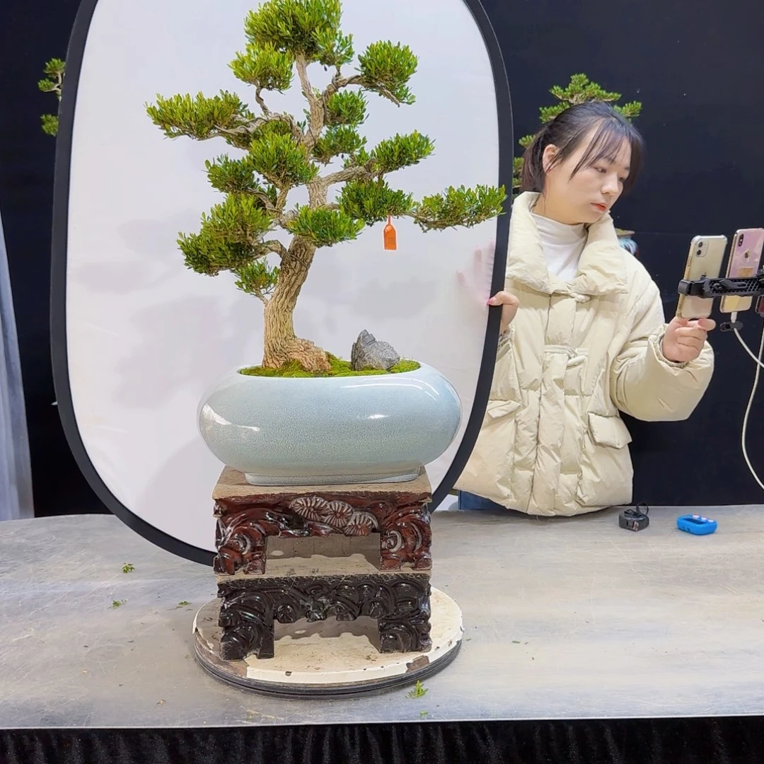 高端盆景艺术作品