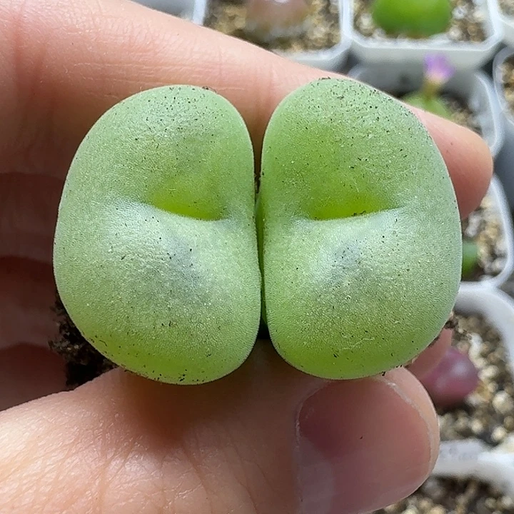 老马生石花空卡佛2541
