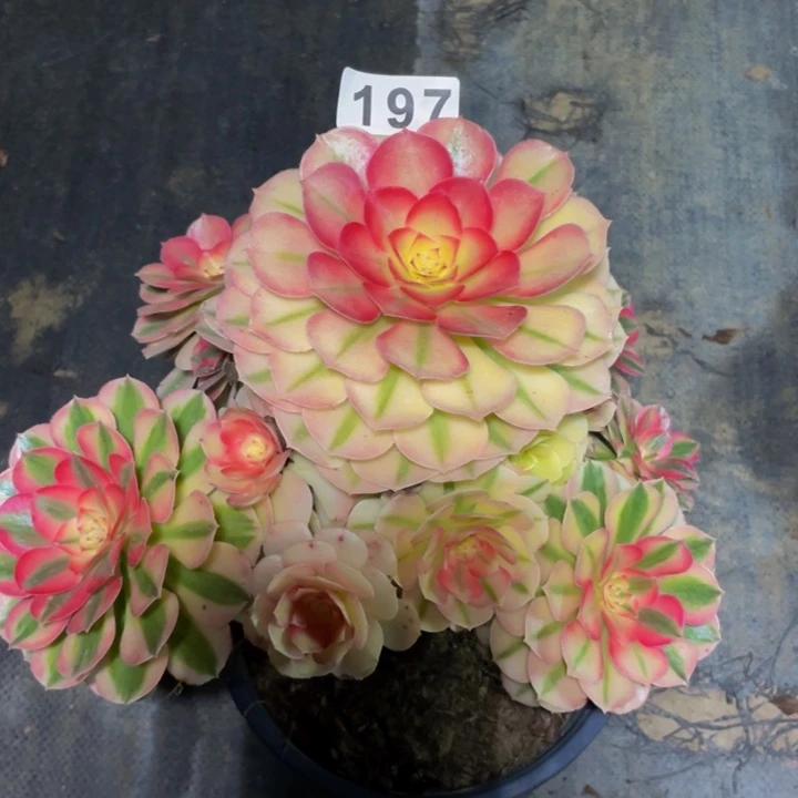 197老庄多肉法师倾城