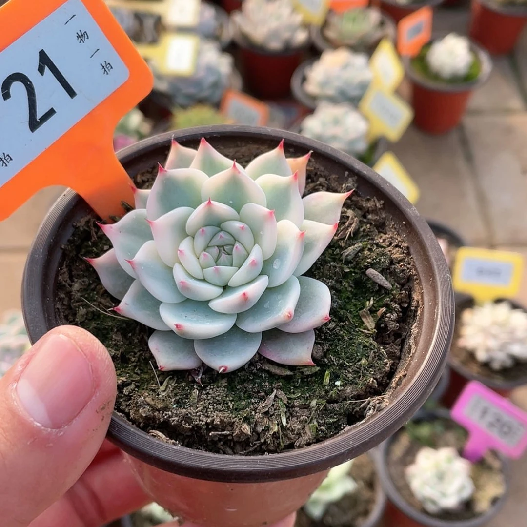 【闪购商品】21号的
