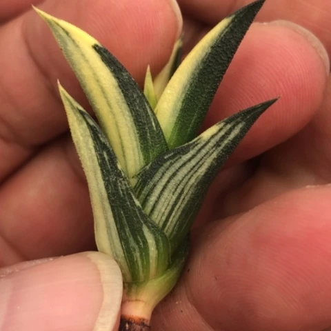 龙城锦硬叶锦硬叶锦