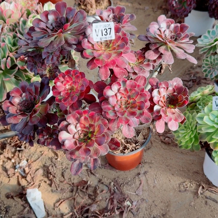 137晚霞官服40左右2