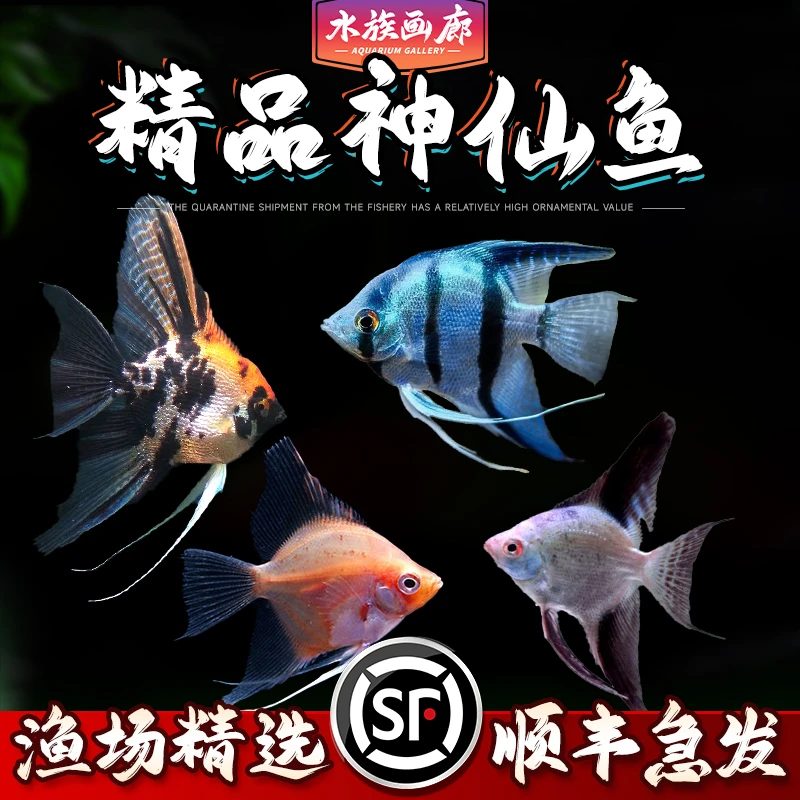 神仙鱼活体燕鱼小型热带淡水观赏鱼好养耐活