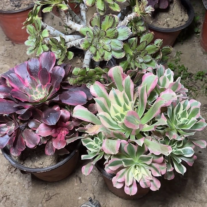 多肉植物法师3颗41