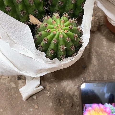 多头妹妹毛花，367899995