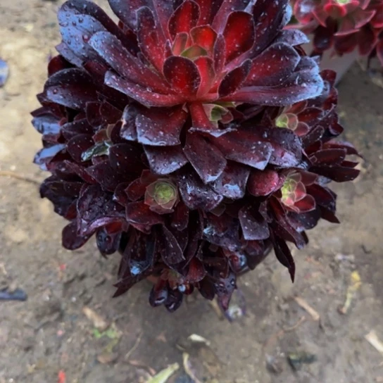 花那7.99加急发明天早上