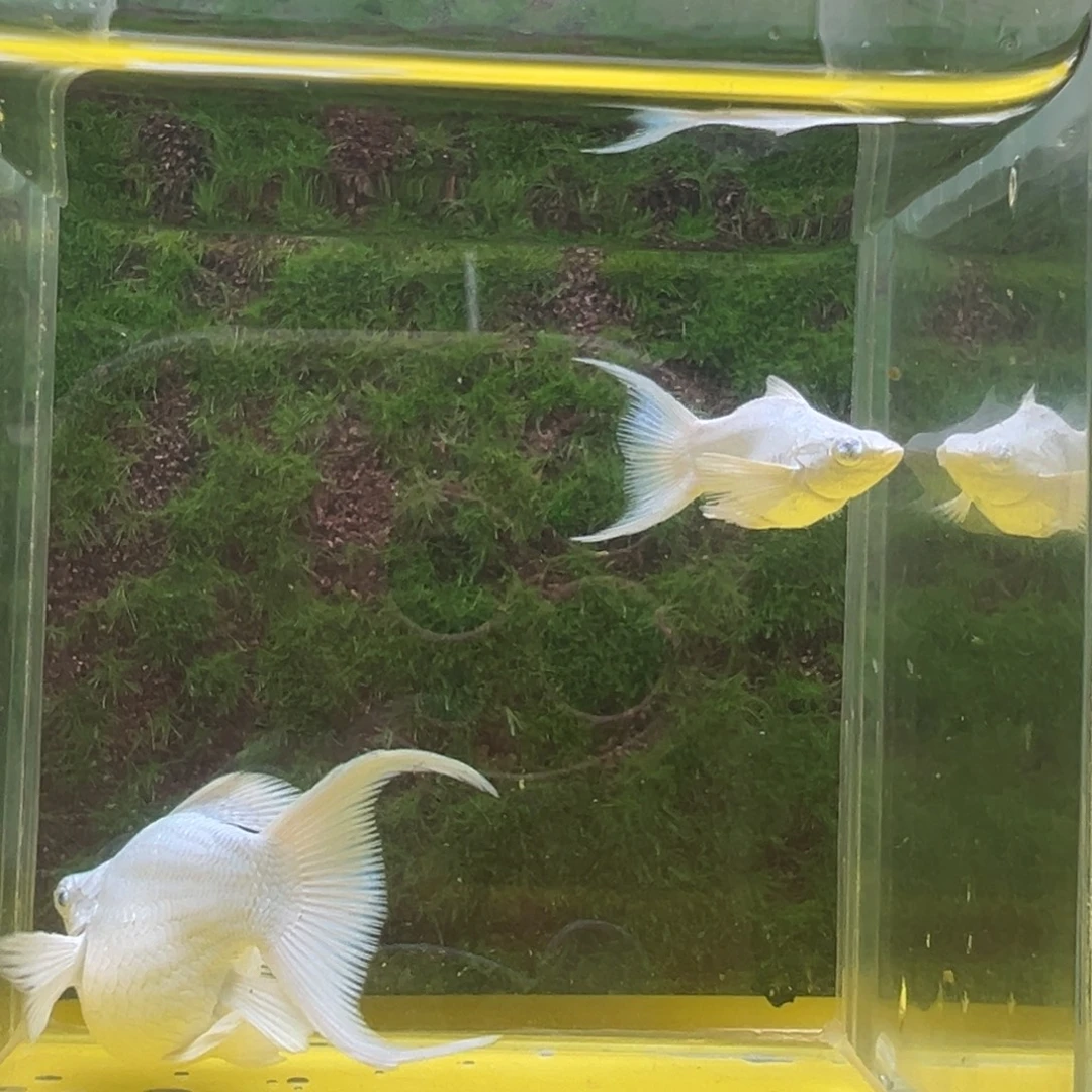 黑玛丽鱼瓷白玛丽种鱼一对