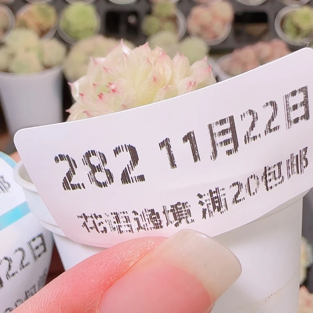 花语逸镜1122-282散
