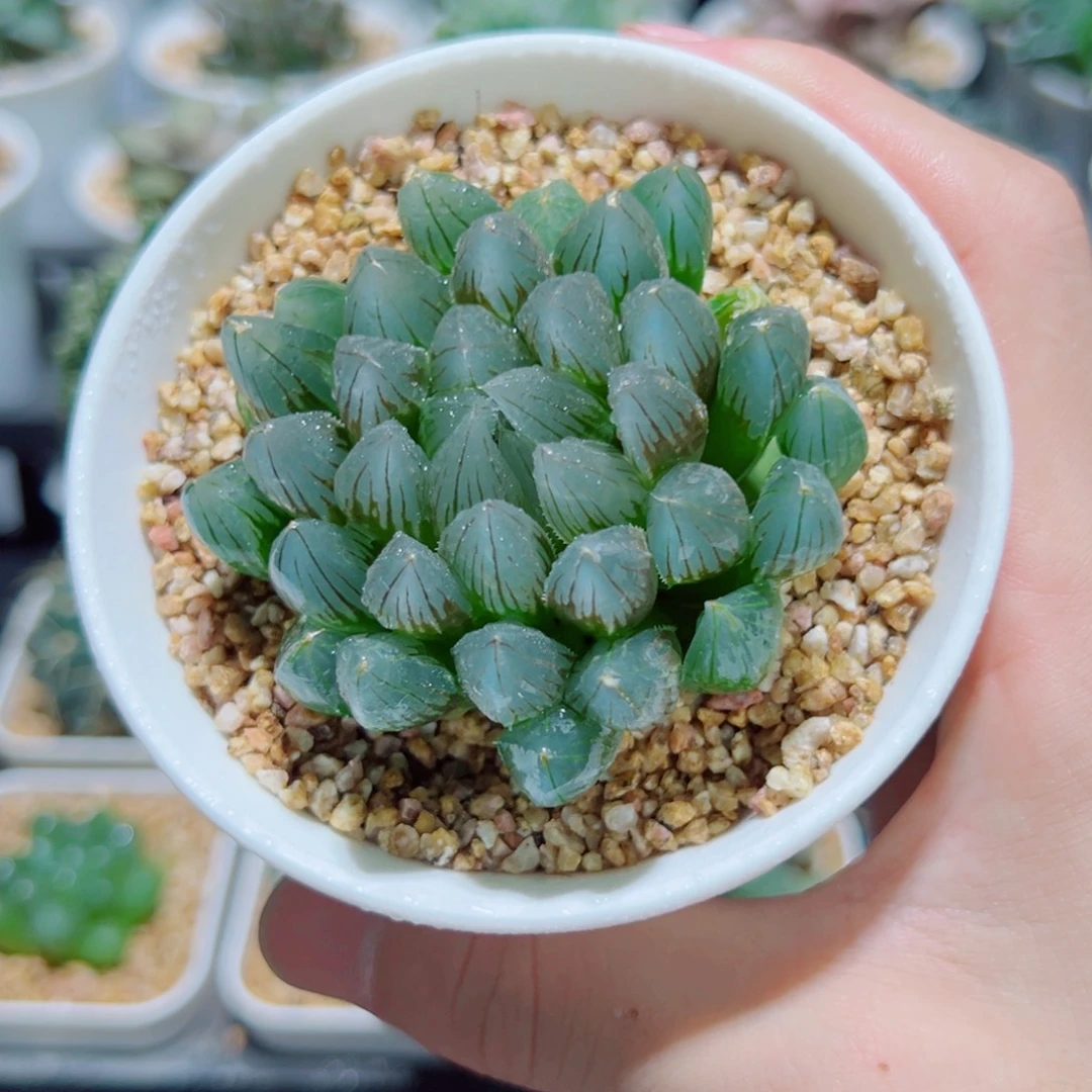 黑姬玉露，8.8，666