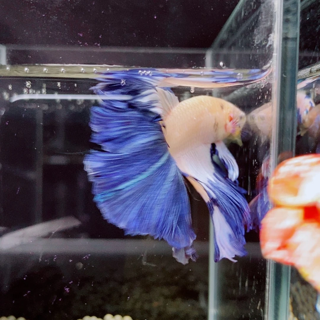 斗鱼黑152号a a a a a